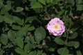 Seven SistersÃ¯Â¼ËRosa multiflora Thunb. var. carnea Thory Ã¯Â¼â°